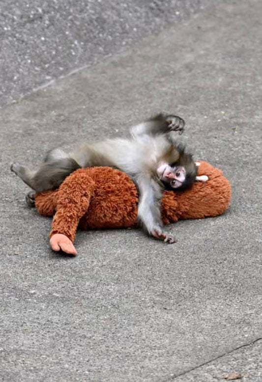 Punch Monkey: A Story of Love, Resilience, and Why Every Pet Deserves a Little Extra Care