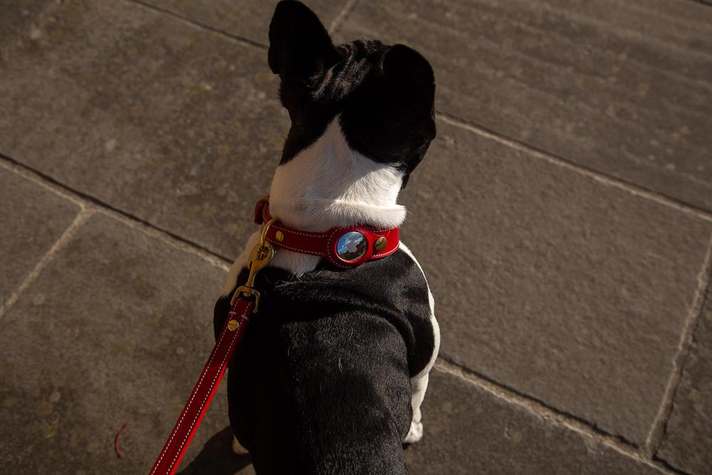 Black and white dog on a red leash against a stone wall.