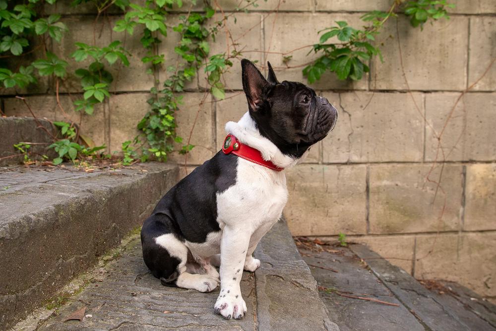 Black and white dog with a red collar sitting on stone steps.