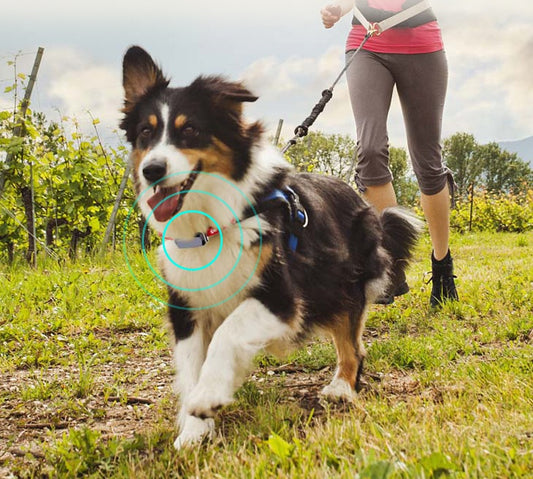 Waterproof Pet GPS Tracker: Anti-lost Protection