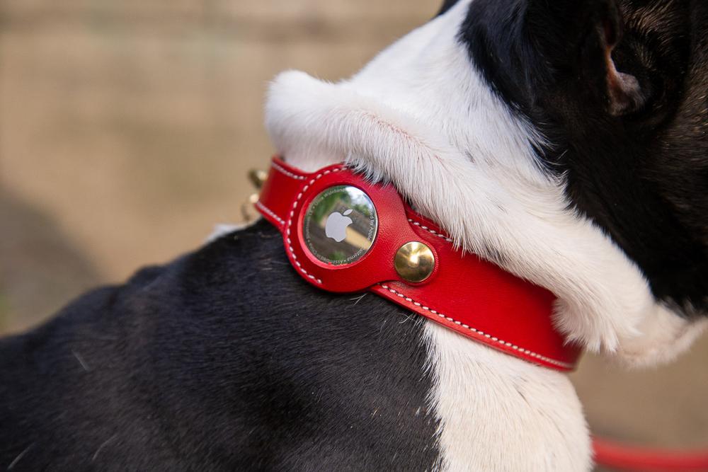 Dog wearing a red collar with a visible brand logo against a blurred natural background