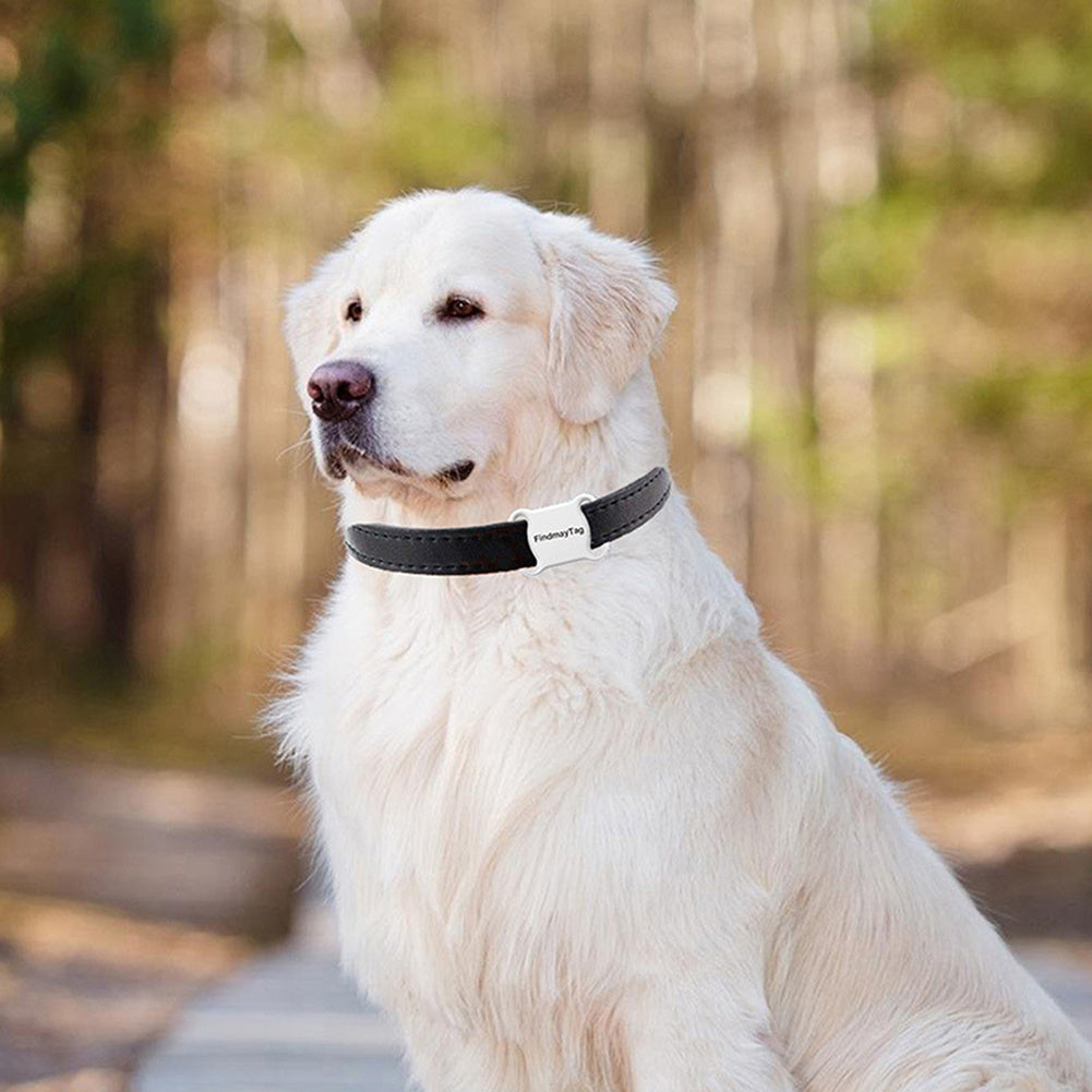 Golden retriever wearing Smart Pet GPS Locator on black collar; lightweight ABS device ensures pet safety outdoors. Compact 45x33mm, only 10g.